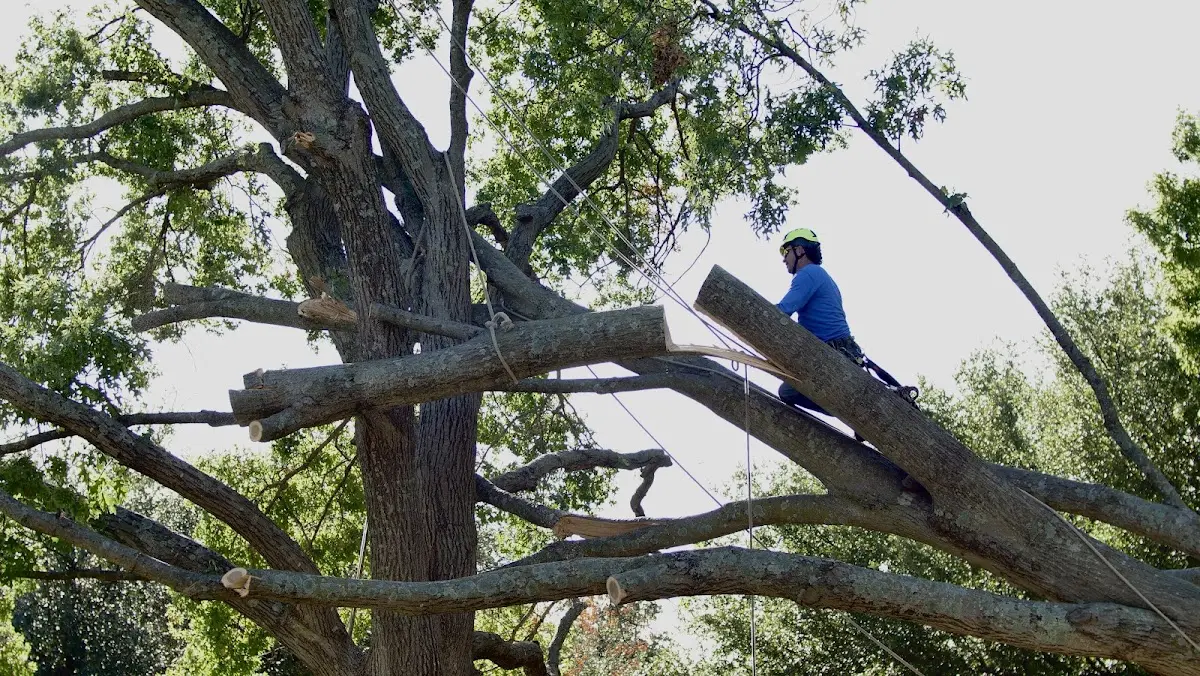 Professional Crown Thinning performed by certified arborists in Bellaire